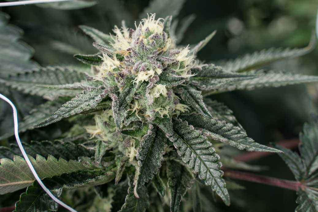 All Gas OG Strains Iliad Epic Grow