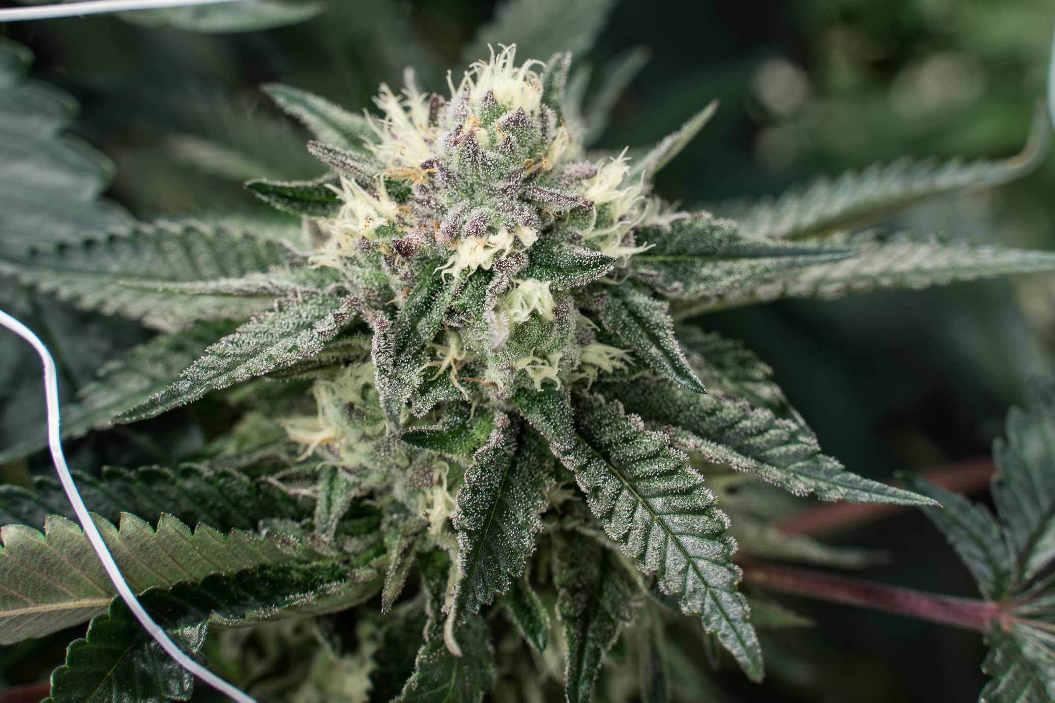 All Gas OG Strains Iliad Epic Grow